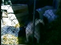 People having sex with animals compiled