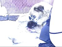 Big ass babe on free beastiality video