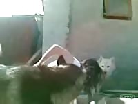 Two dogs banging a hot pervert slut