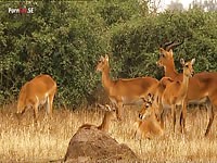 Animals having sex beastiality compilation