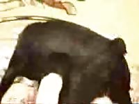 Animal dildo banging a hot babe on the bed