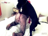 Redhead slut on k9 dog sex