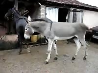 Beastiality taboo of horses having sex