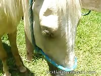 Beastiality bitch sucking a horse dick