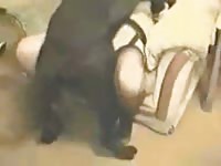 Whore got her pussy eaten before getting dog sex