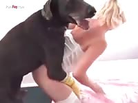 Beastie gals have xray while getting dog oral sex