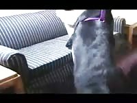 Homemade dog sex with a cute brunette