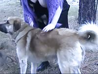 Zoophilia lovers have group dog sex