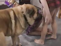Lesbian whores have threesome with dog