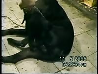 Gay beastiality stories with black dog