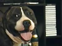 Dog porn tube have a pussy to wrecked