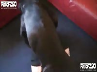 Living room sex with an animal xxx
