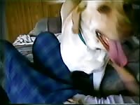 Girl rides dog's dick on the bed