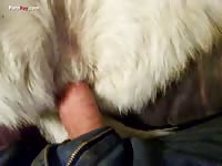 Hard cock in an animal's hole homemade beastiality