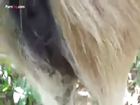 Zoophilia porn with horse and man