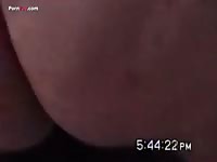 Dog anal sex with a gay