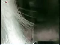 White furry horse porn with man