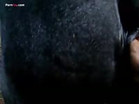 Mare fingering with beastiality lover