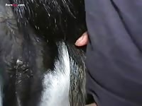 Gay beast on hardcore animal porn