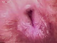Furry pet porn dog creampie