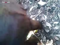Animal anal sex during horse adventure