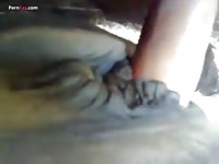 Horse porn with a man's cock