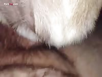 Furry dog porno with gay beast