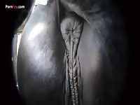 Mare pussy getting filmed in zoo sex tv
