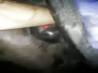 Mare squirts after getting fisted animal xxx