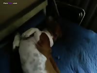 White dog on force beastiality sex