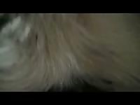 Dog xxx riding his owner's cock