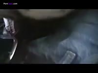 Man sex with animal white horse