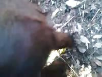 Farm sex with a wild animal