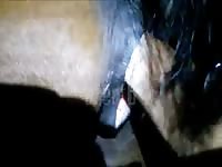 Playing and fisting a mare beastiality pussy
