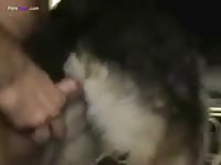 Banging a big horny pet porn