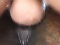 Animal xxx video on a barn