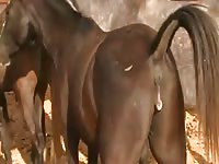 Forced beastiality on a horny gay