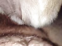 Hardcore beastiality sex with a hot dog