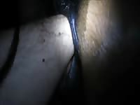 Horse orgasm using human fist