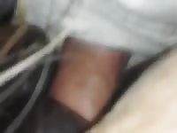 Amateur animal sex with a horny gay
