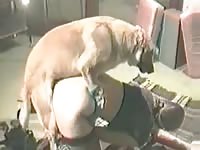Granny sucking a dog's cock beastiality taboo