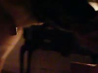 Huge dog gives blowjob to a man