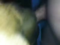 Big dog gives blowjob on a huge cock
