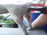 Rooftop sex with a k9 sex video