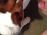 Tumblr beastiality making the dog lick all the cum