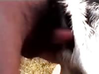 Two guys fuck a sheep porn