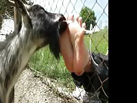 Sheep porn with foot fetish