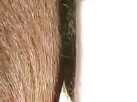 Horse anal with gay whore
