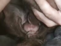 Man fucking a dog porno in its pussy