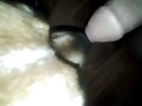 Dog licking a huge beastie cock